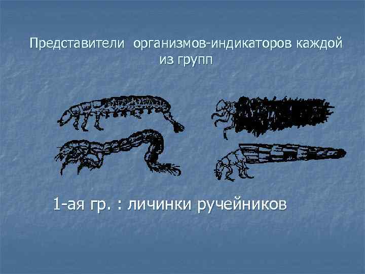 Представители организмов индикаторов каждой из групп 1 ая гр. : личинки ручейников 