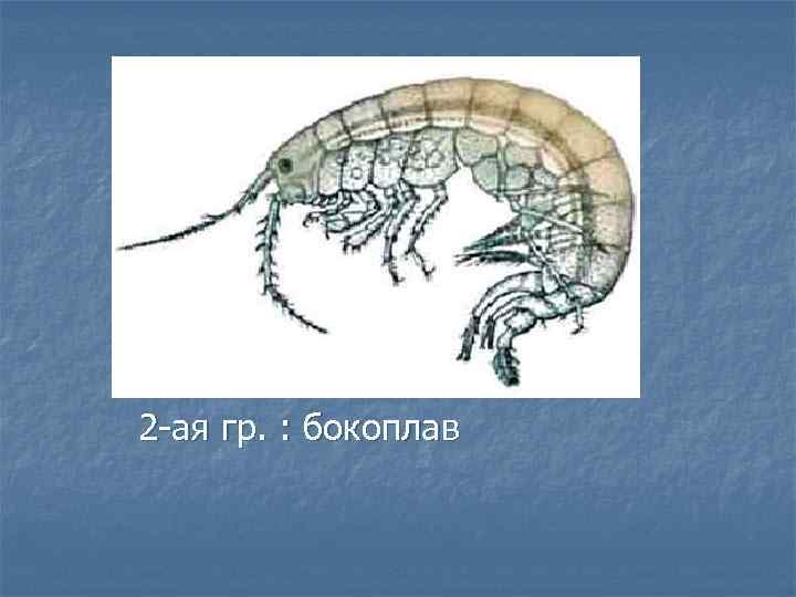 2 ая гр. : бокоплав 