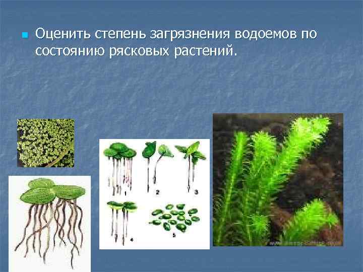 n Оценить степень загрязнения водоемов по состоянию рясковых растений. 