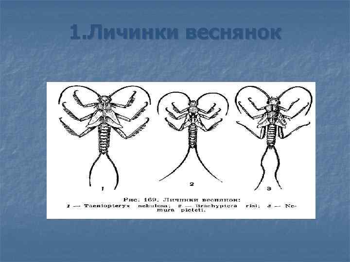 1. Личинки веснянок 