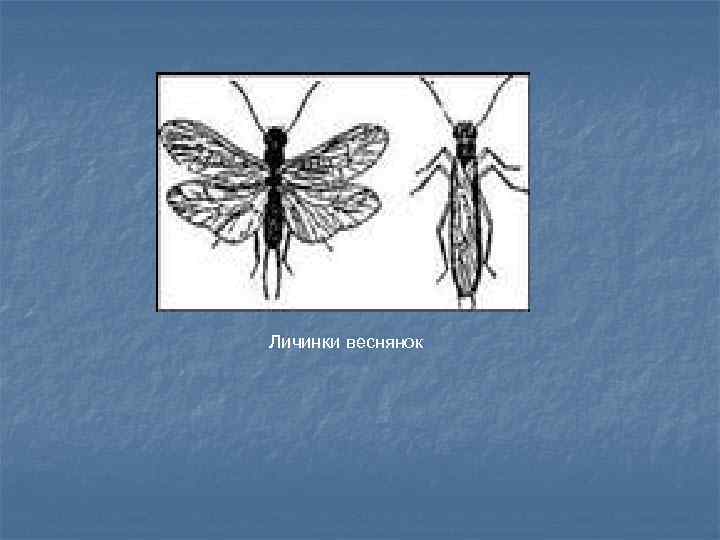 Личинки веснянок 