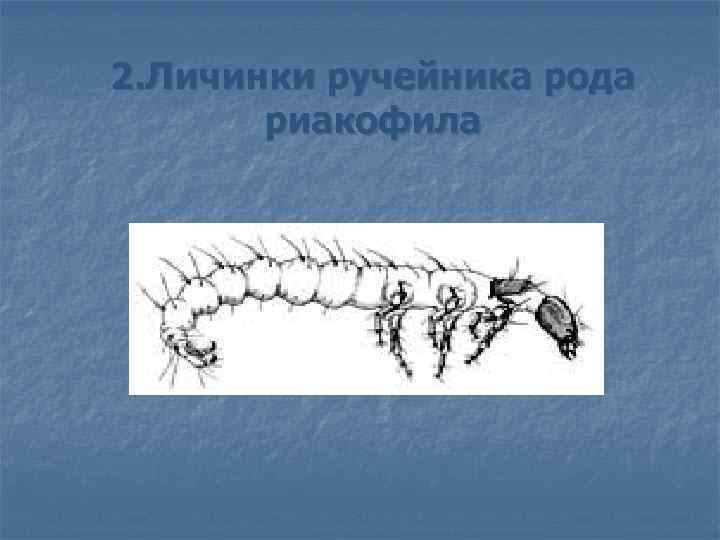 2. Личинки ручейника рода риакофила 