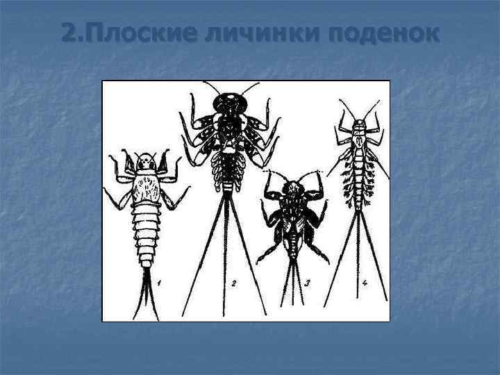2. Плоские личинки поденок 
