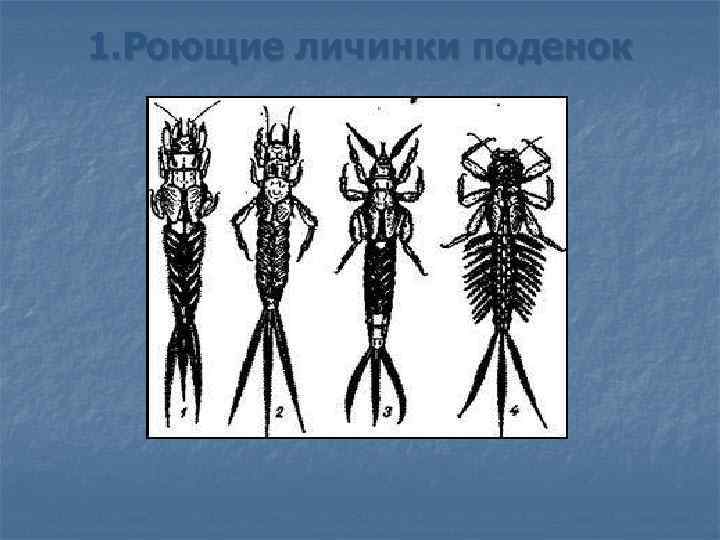 1. Роющие личинки поденок 