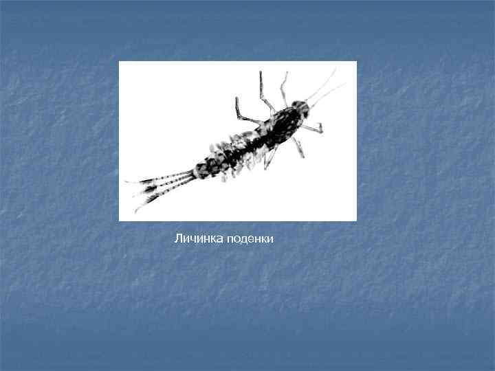 Личинка поденки 