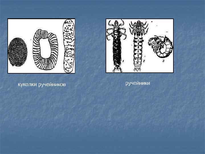 куколки ручейников ручейники 