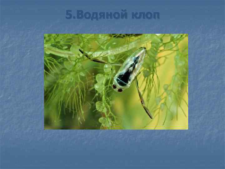 5. Водяной клоп 