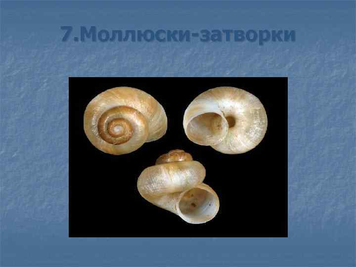 7. Моллюски-затворки 