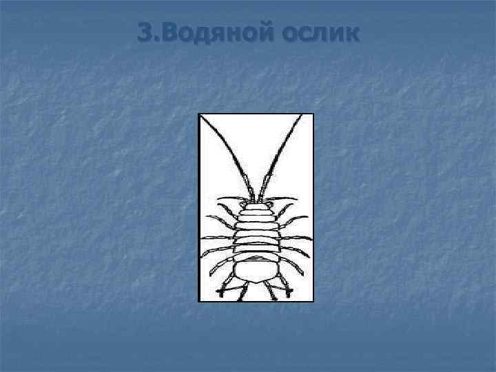 3. Водяной ослик 