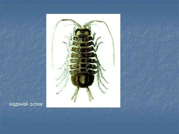 водяной ослик 