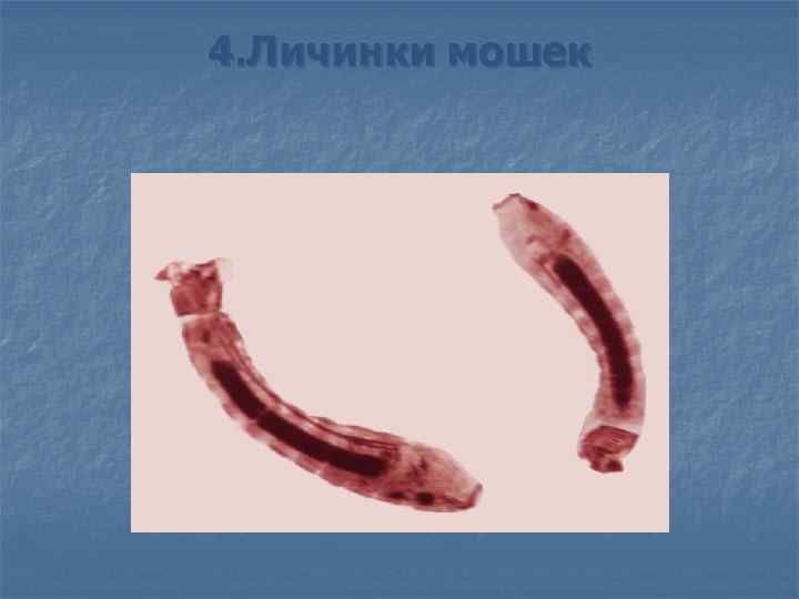 4. Личинки мошек 