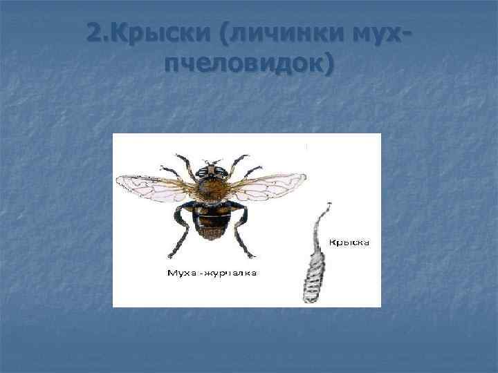 2. Крыски (личинки мухпчеловидок) 