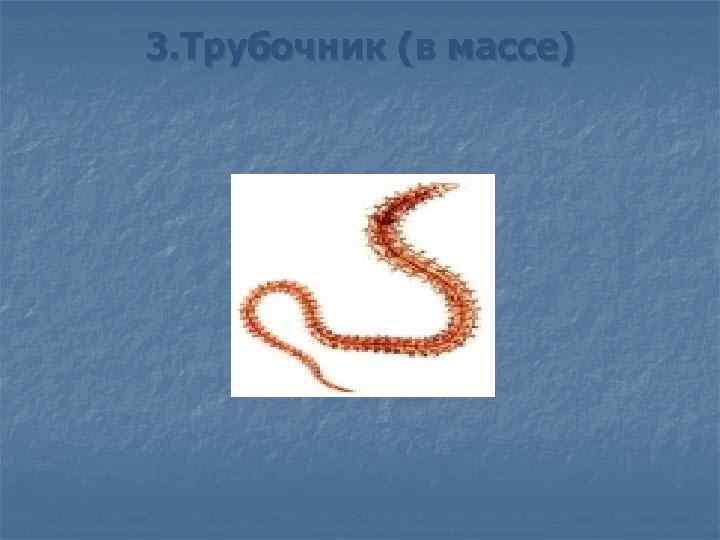 3. Трубочник (в массе) 