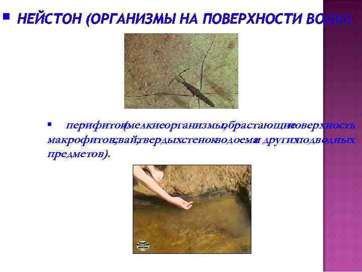 § НЕЙСТОН (ОРГАНИЗМЫ НА ПОВЕРХНОСТИ ВОДЫ) § перифитон (мелкиеорганизмы, обрастающие поверхность макрофитов, свай, твердыхстенокводоема