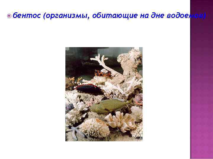  бентос (организмы, обитающие на дне водоемов) 