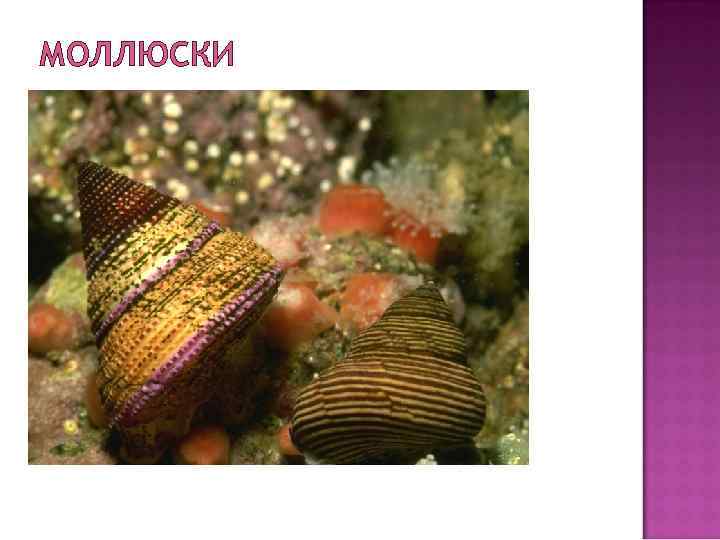 МОЛЛЮСКИ 
