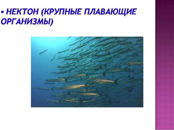 § НЕКТОН (КРУПНЫЕ ПЛАВАЮЩИЕ ОРГАНИЗМЫ) 