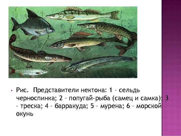  • Рис. Представители нектона: 1 – сельдь черноспинка; 2 – попугай-рыба (самец и