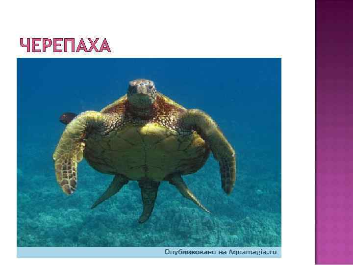 ЧЕРЕПАХА 