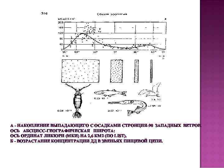 А - НАКОПЛЕНИЕ ВЫПАДАЮЩЕГО С ОСАДКАМИ СТРОНЦИЯ-90 ЗАПАДНЫХ ВЕТРОВ. ОСЬ АБСЦИСС-ГЕОГРАФИЧЕСКАЯ ШИРОТА: ОСЬ ОРДИНАТ