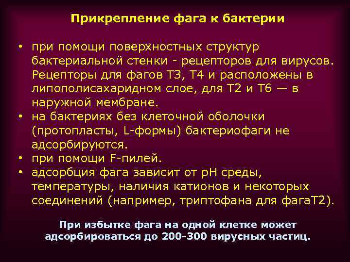 Прикрепление фага к бактерии • при помощи поверхностных структур бактериальной стенки - рецепторов для