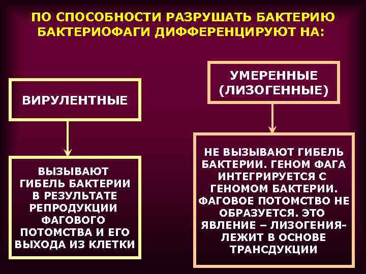 ПО СПОСОБНОСТИ РАЗРУШАТЬ БАКТЕРИЮ БАКТЕРИОФАГИ ДИФФЕРЕНЦИРУЮТ НА: ВИРУЛЕНТНЫЕ ВЫЗЫВАЮТ ГИБЕЛЬ БАКТЕРИИ В РЕЗУЛЬТАТЕ РЕПРОДУКЦИИ