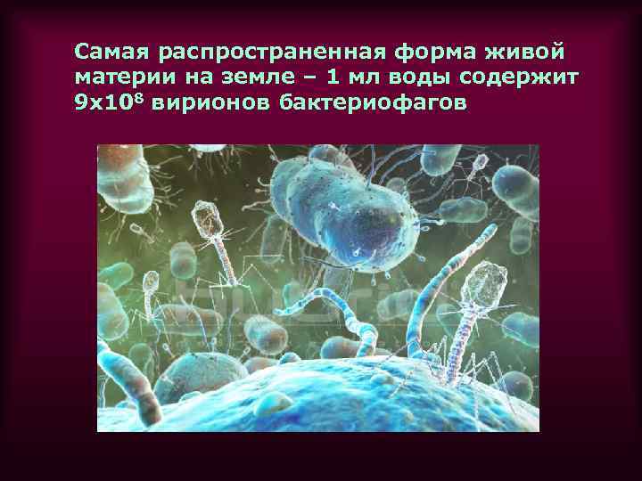 Самая распространенная форма живой материи на земле – 1 мл воды содержит 9 х108