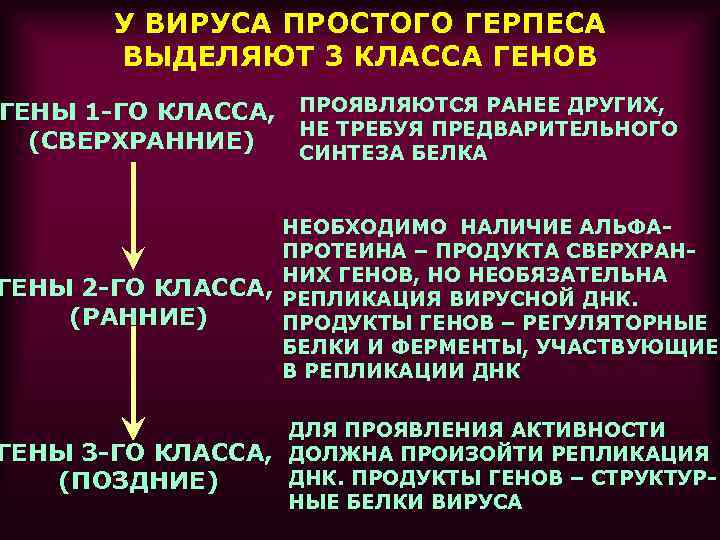 У ВИРУСА ПРОСТОГО ГЕРПЕСА ВЫДЕЛЯЮТ 3 КЛАССА ГЕНОВ ГЕНЫ 1 -ГО КЛАССА, ПРОЯВЛЯЮТСЯ РАНЕЕ