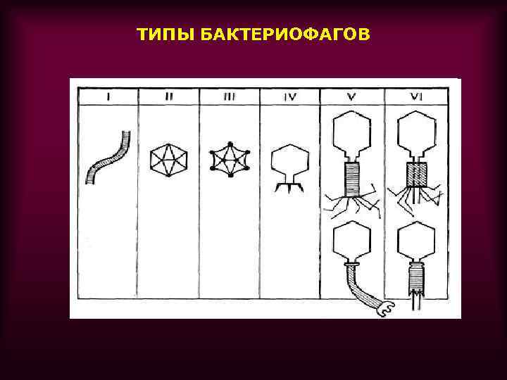 ТИПЫ БАКТЕРИОФАГОВ 