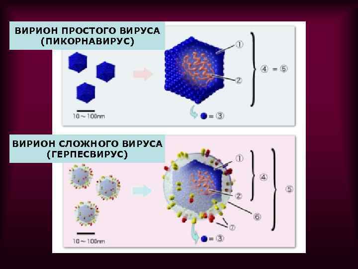 ВИРИОН ПРОСТОГО ВИРУСА (ПИКОРНАВИРУС) ВИРИОН СЛОЖНОГО ВИРУСА (ГЕРПЕСВИРУС) 