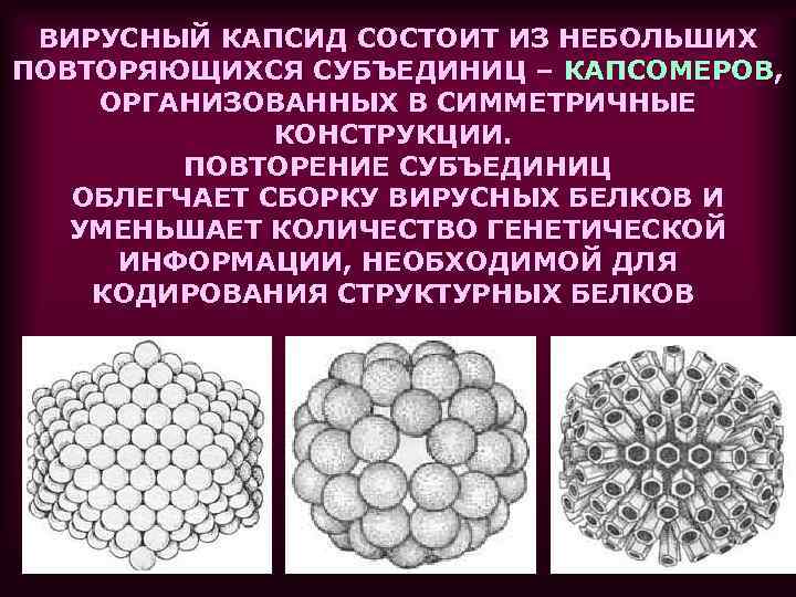 ВИРУСНЫЙ КАПСИД СОСТОИТ ИЗ НЕБОЛЬШИХ ПОВТОРЯЮЩИХСЯ СУБЪЕДИНИЦ – КАПСОМЕРОВ, ОРГАНИЗОВАННЫХ В СИММЕТРИЧНЫЕ КОНСТРУКЦИИ. ПОВТОРЕНИЕ