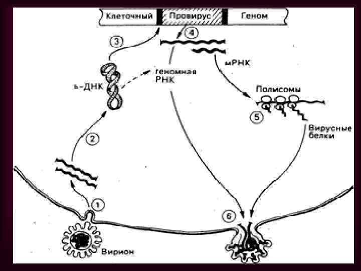 Рисунки различных форм вирионов