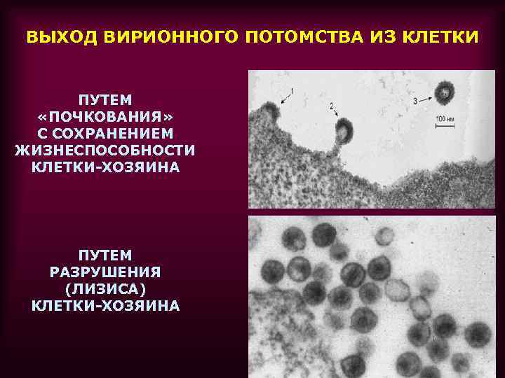 Рисунки различных форм вирионов