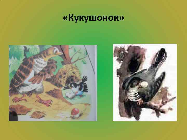  «Кукушонок» 