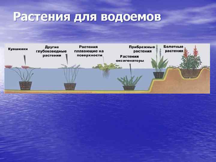 Растения для водоемов 