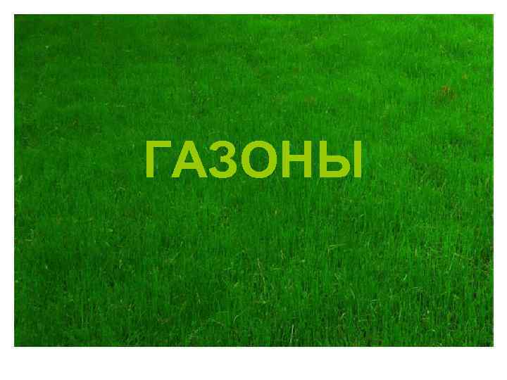 ГАЗОНЫ 