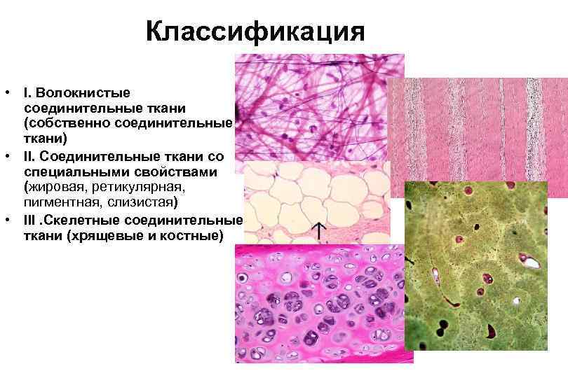 Классификация • I. Волокнистые соединительные ткани (собственно соединительные ткани) • II. Соединительные ткани со