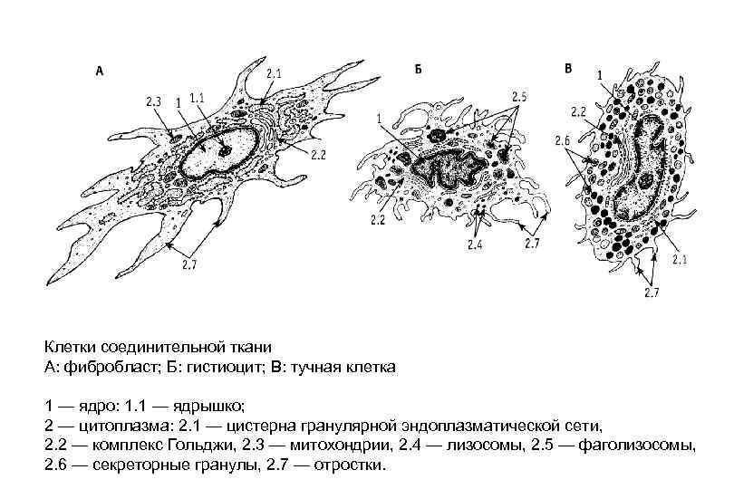 Клетки соединительной ткани А: фибробласт; Б: гистиоцит; В: тучная клетка 1 — ядро: 1.
