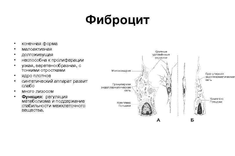 Фиброцит • • • конечная форма малоактивная долгоживущая неспособна к пролиферации узкая, веретенообразная, с