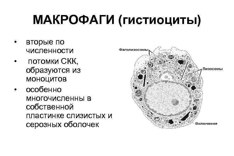 МАКРОФАГИ (гистиоциты) • • • вторые по численности потомки СКК, образуются из моноцитов особенно