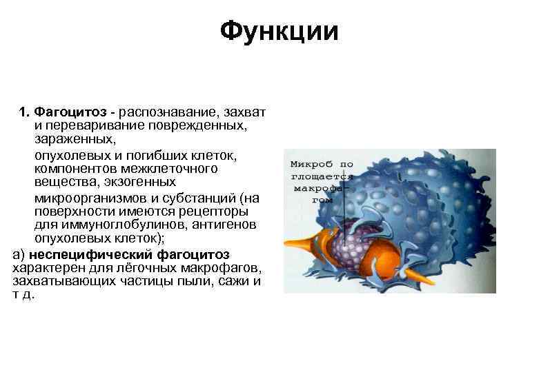 Функции 1. Фагоцитоз - распознавание, захват и переваривание поврежденных, зараженных, опухолевых и погибших клеток,