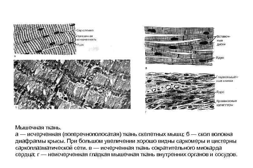 Поперечнополосатая скелетная мышечная ткань схема