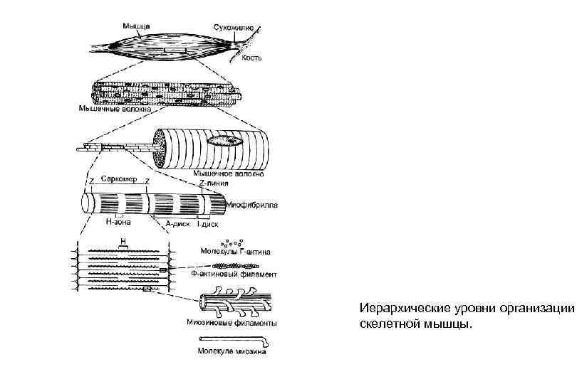 Иерархические уровни организации скелетной мышцы. 