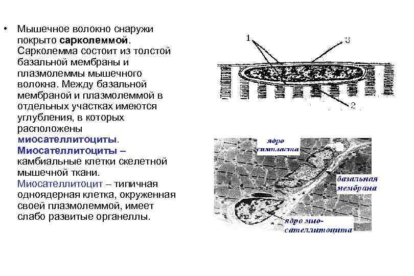  • Мышечное волокно снаружи покрыто сарколеммой. Сарколемма состоит из толстой базальной мембраны и