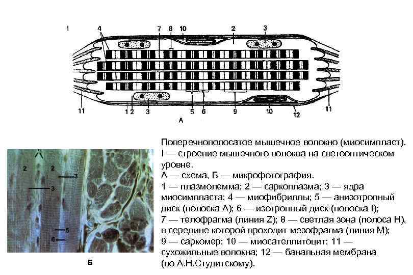 Схема строения мышечного волокна