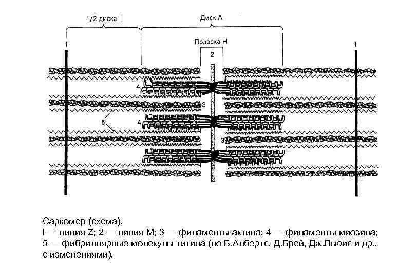 Саркомер (схема). l — линия Z; 2 — линия М; 3 — филаменты актина;