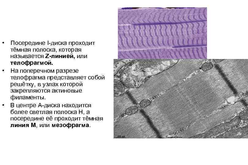  • Посередине I-диска проходит тёмная полоска, которая называется Z-линией, или телофрагмой. • На