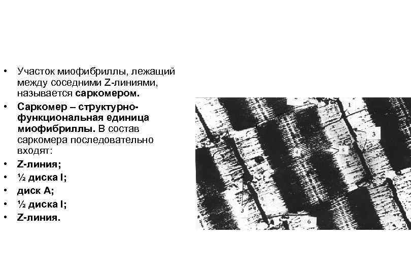  • Участок миофибриллы, лежащий между соседними Z-линиями, называется саркомером. • Саркомер – структурнофункциональная