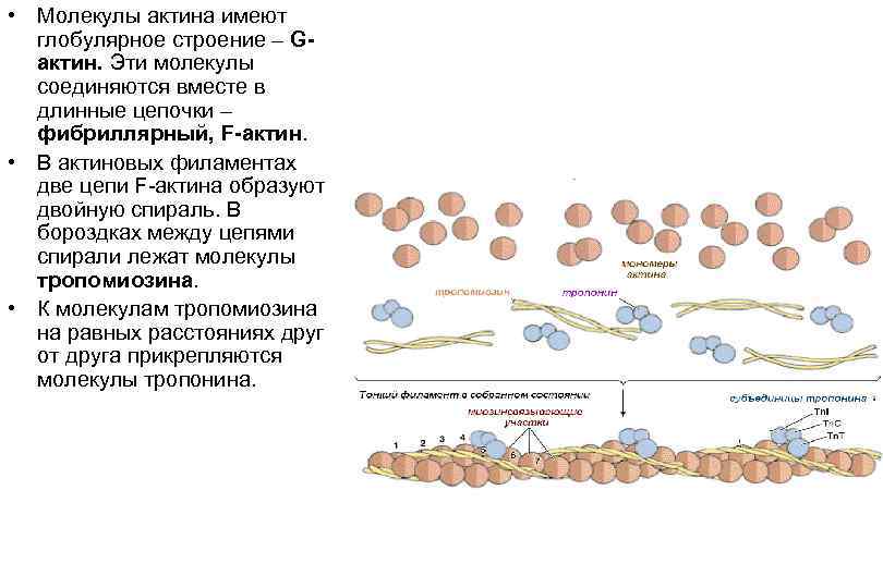  • Молекулы актина имеют глобулярное строение – Gактин. Эти молекулы соединяются вместе в