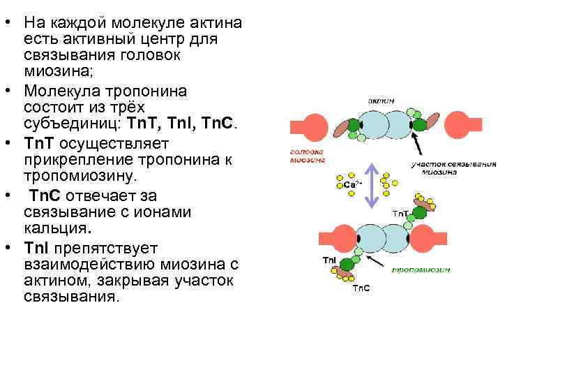 • На каждой молекуле актина есть активный центр для связывания головок миозина; •
